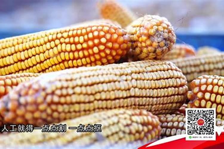 李子高产栽培管理 李子怎么种植比较好