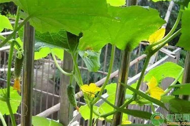 西葫芦需肥规律