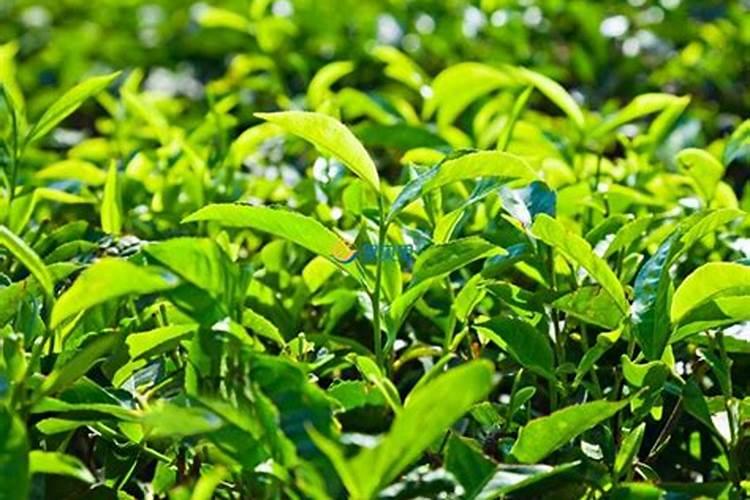 茶叶种后多久施肥