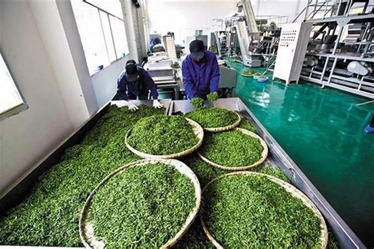 茶叶什么时候施肥最好 茶叶什么时间施肥最合适呢