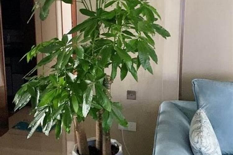 发财树施什么肥料好长得最快最茂盛(浇什么肥可枝叶旺盛)