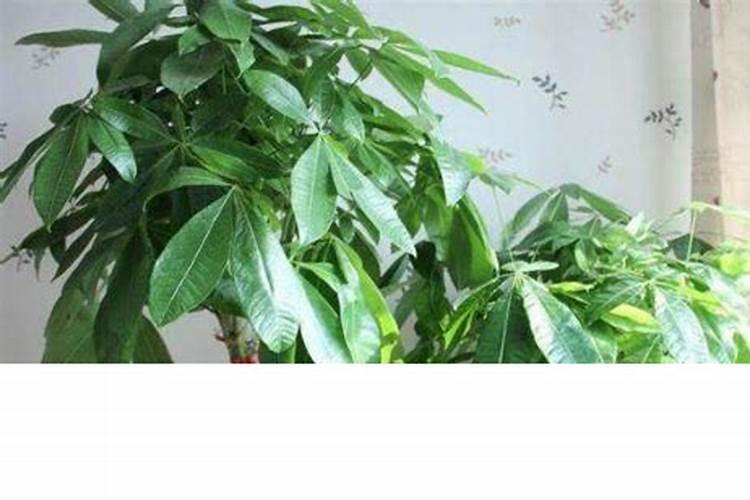 发财树怎样施肥生长旺盛
