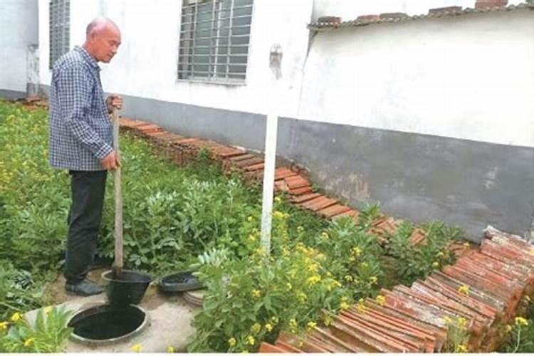 多肉植物用什么肥料好
