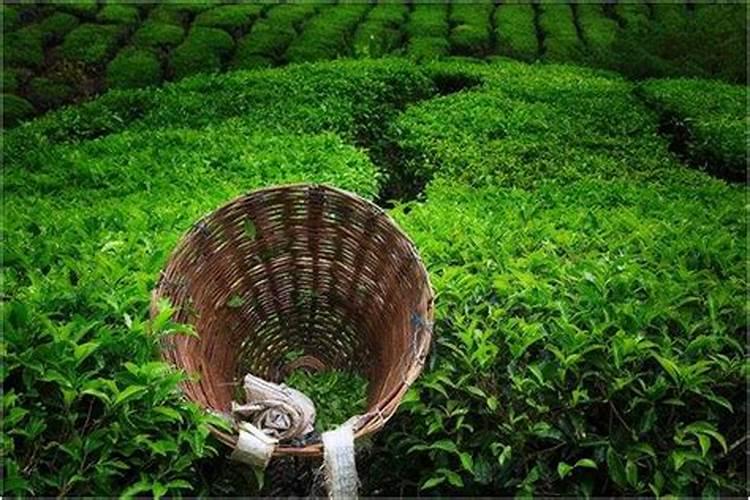 想给过世的家人烧点纸钱,请问烧剩下的纸灰怎么处理比较好？