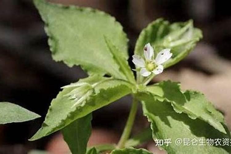 什么是磷肥 磷肥是什么