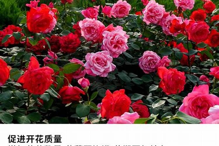 月季应该买哪些肥料