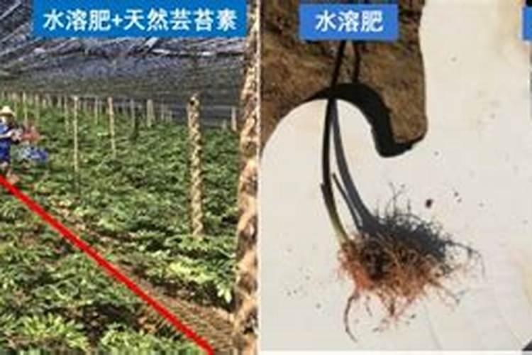毛豆结荚期可以施肥吗