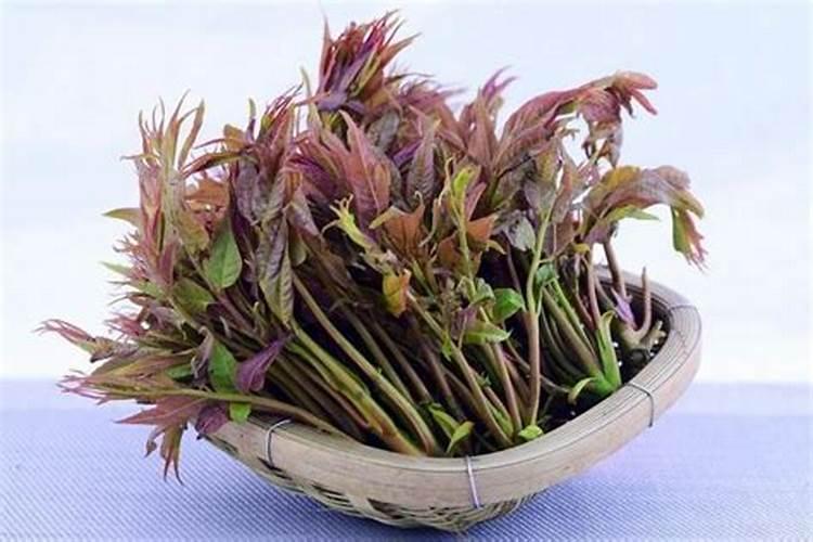 草莓怎么种？一份完整的草莓栽培管理方案送给你,建议收藏