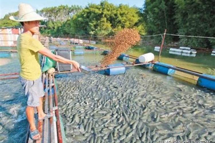 氮肥钾肥磷肥的区别