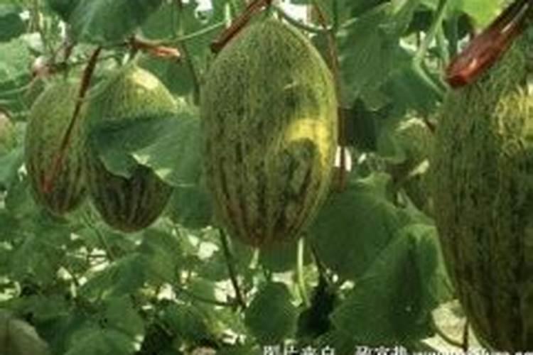 细胞分裂素、流体硼磷酸二氢钾混用吗