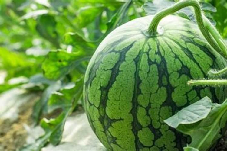 高钾肥料有哪些？高钾肥料使用事项