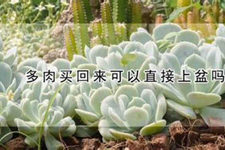 刚刚上盆的多肉什么时候施肥