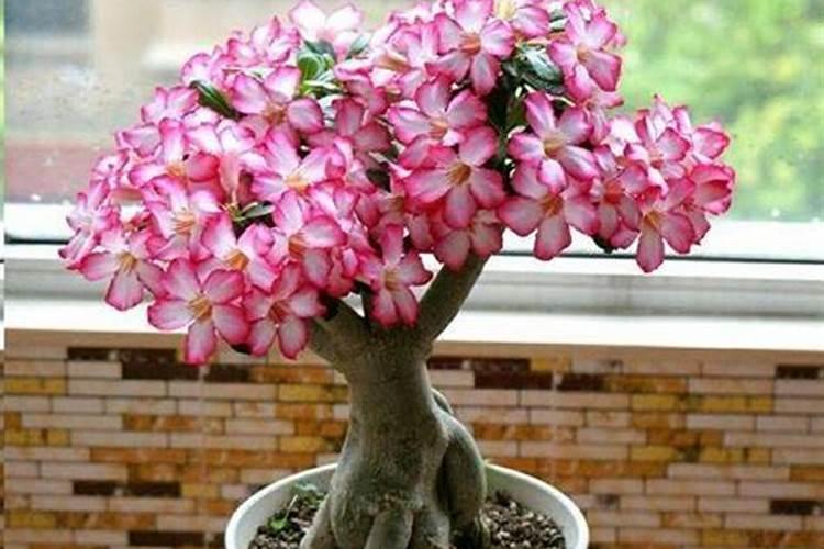 沙漠玫瑰养了6年不开花怎么办,6个步骤解决问题