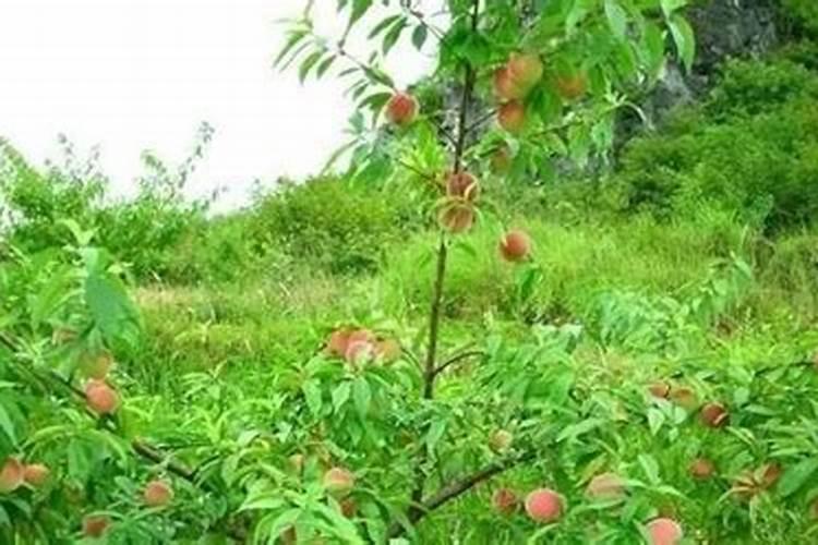 丝瓜结瓜期多久施肥一次