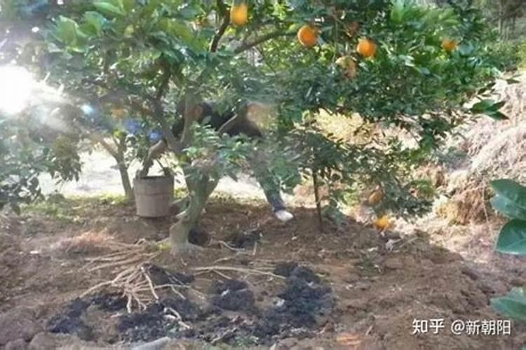 李子花受冻害可以打芸苔素和复硝酚钠吗