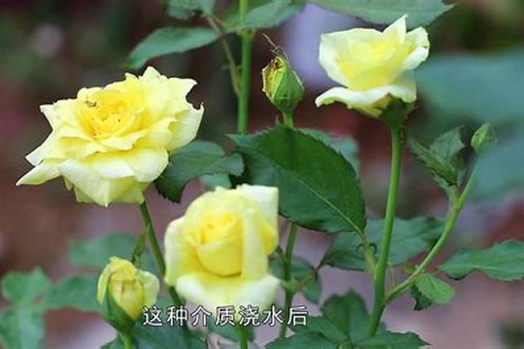 种白术用什么肥料最好