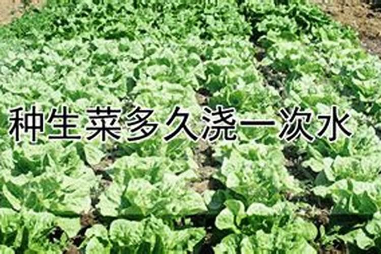 生菜追肥用什么肥料见效快