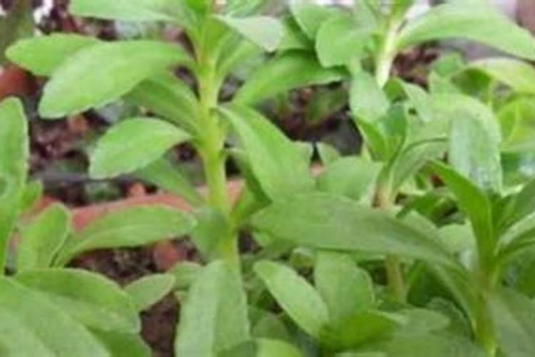 大量元素肥料和微量元素肥料有什么区别