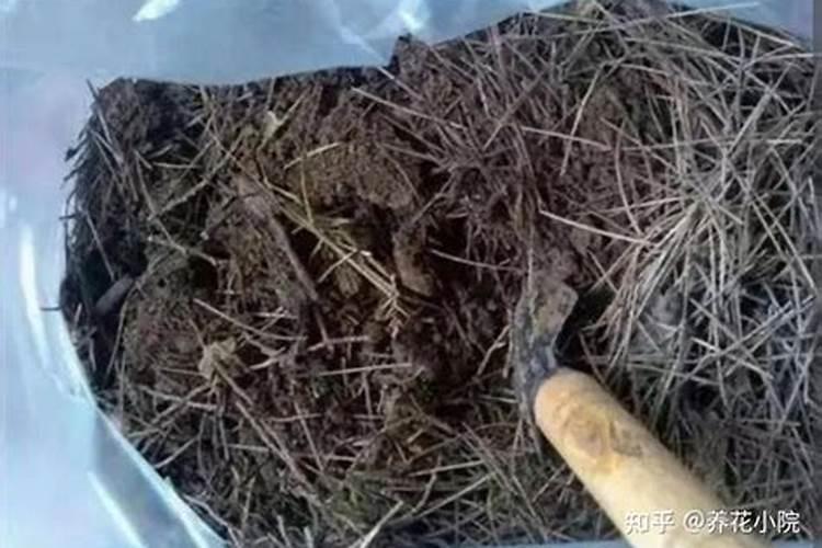 刚买的君子兰松针土换盆,还用施底肥吗？