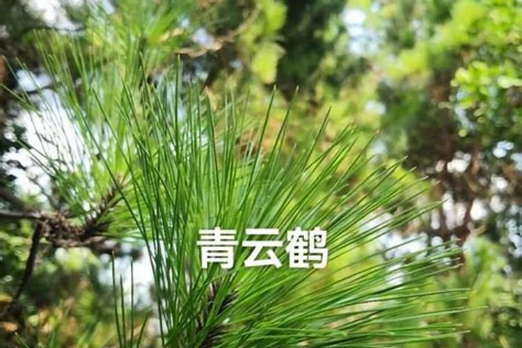 松针怎么制做花肥