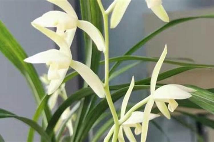 兰花草怎么种植方法和条件