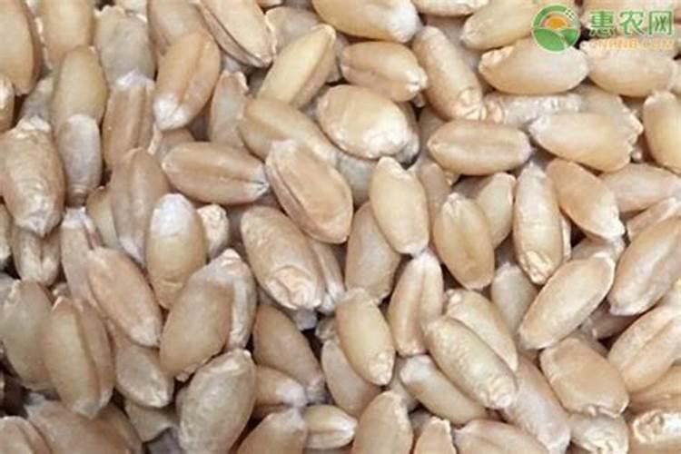 麦子各个阶段施什么肥料好施肥注意事项