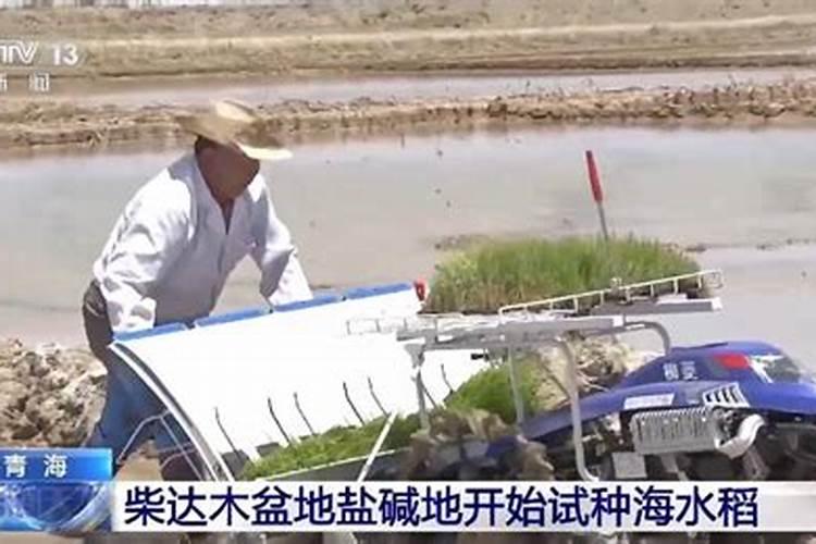 水稻施用叶面肥的重要性,你知道么