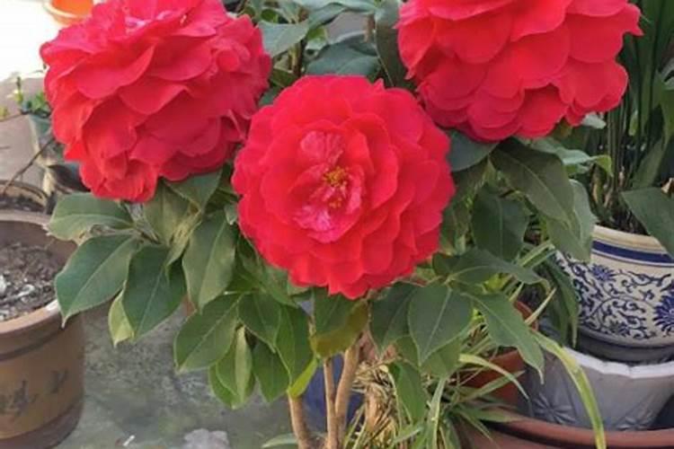 茶花施什么肥料最好