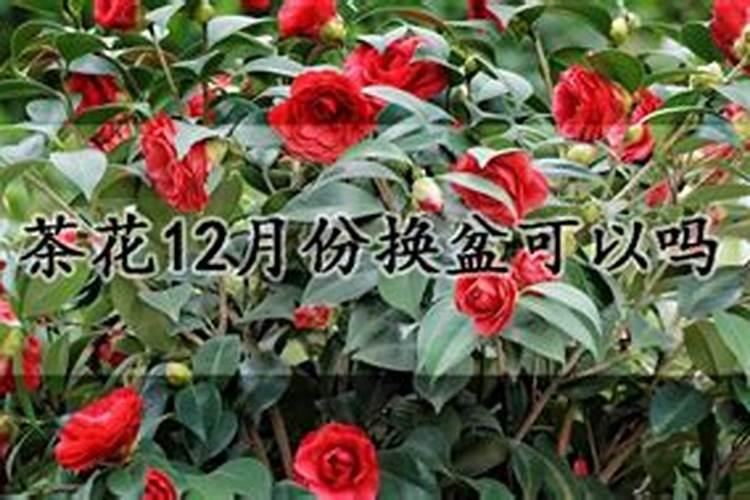 茶花怎么进行施肥植株枝繁叶茂开花多