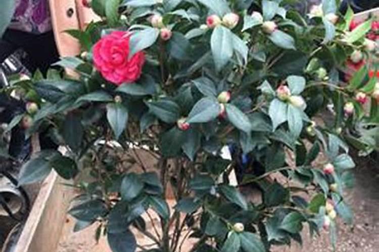 五六月怎么养茶花 有哪些注意事项
