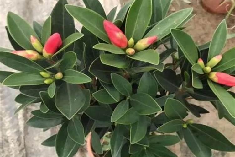 茶花要上什么肥料？