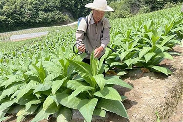 烤烟种植技术与方法