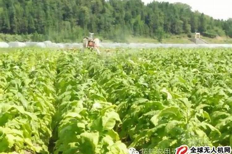 硫酸钾能在烟草叶面喷施吗