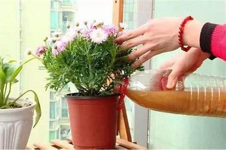 教你一招家庭养花施肥除臭窍门