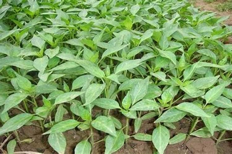 不能给栀子花喷水的四种情况