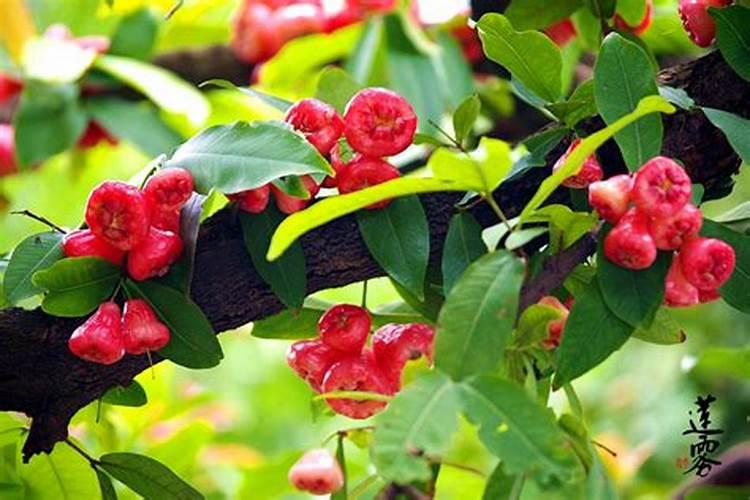 莲雾种植方法,栽培技术,怎么施肥,施肥方法,功效