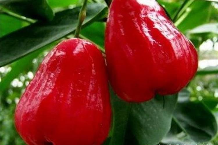 这莲雾新叶子是出了什么问题,都长不全,也长不大,要怎么处理呢？