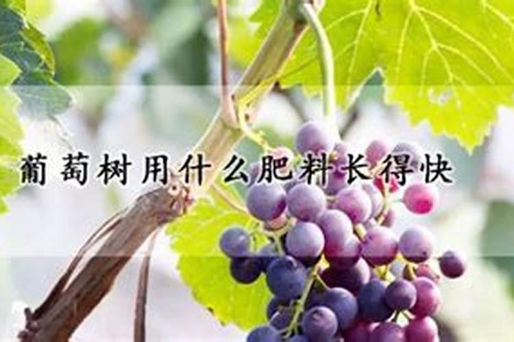 种果树苗多久浇一次水最好