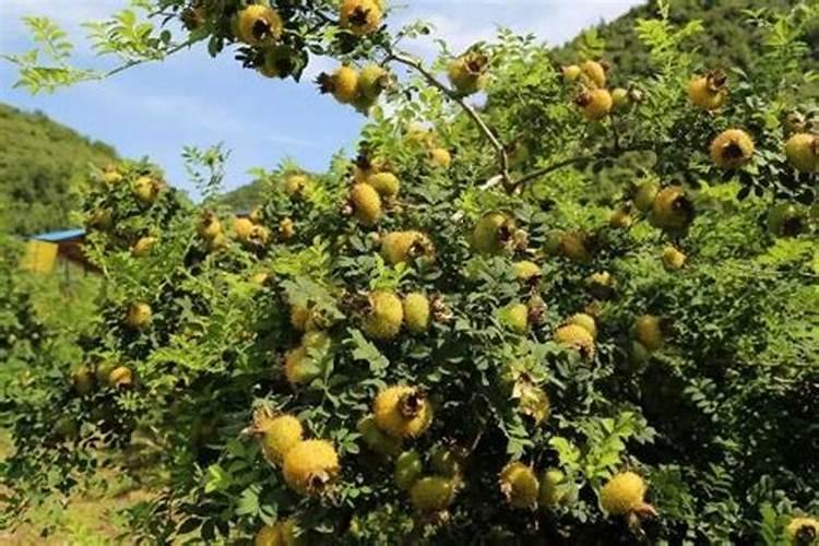 复合肥氮磷钾怎样计算