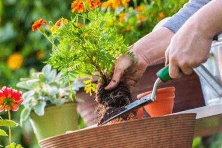 果树开花时须如何保花保果和防虫？