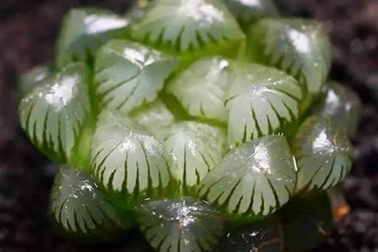 兰花如何用硼肥