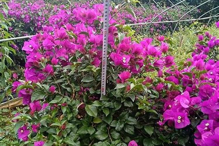 西红柿花期能喷施叶面肥吗？