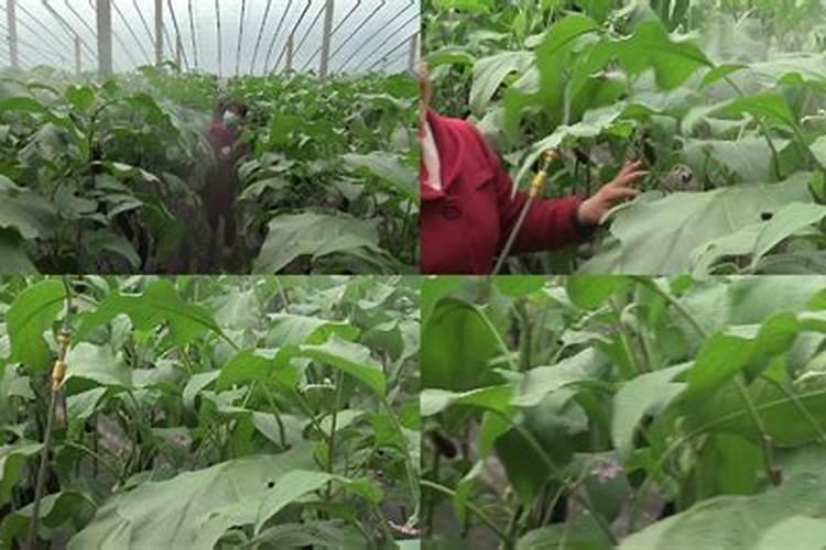 茄子施肥方法和注意事项