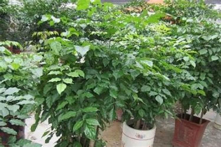 绿宝施什么肥最好