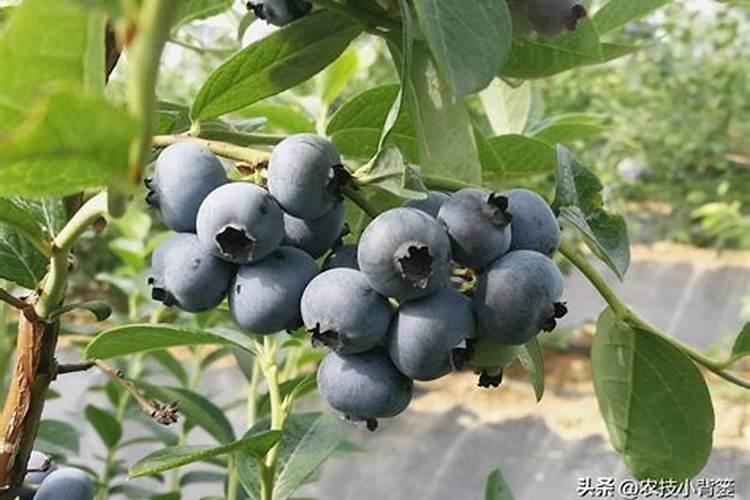 蓝莓用什么肥料最好