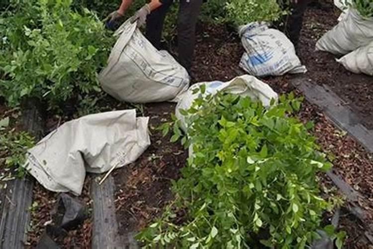 蓝莓施肥用什么肥料最好 种蓝莓用肥正确长得快