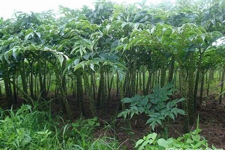 魔芋种植要用什么肥料不会烂？