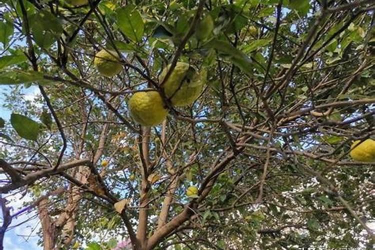 家里的盆栽杜鹃花着病害了,该如何防治？