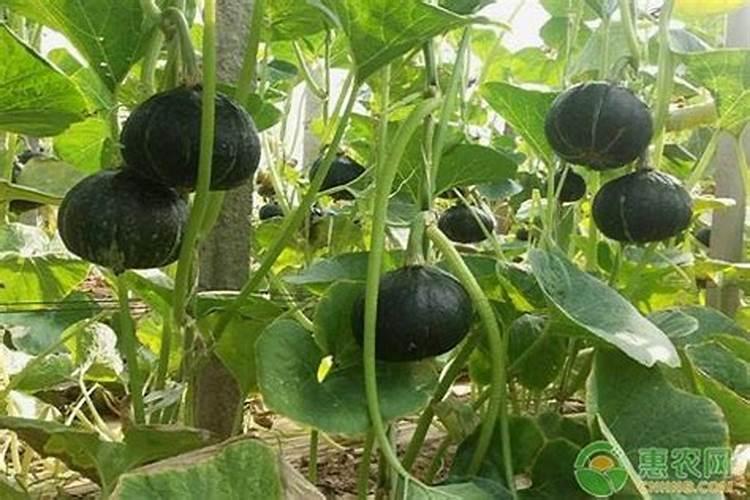 板栗南瓜种植方法