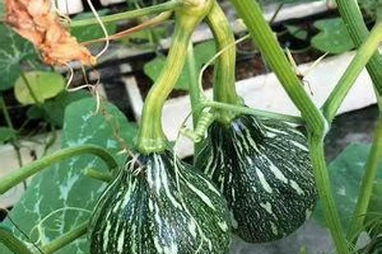 板栗南瓜怎么种植才能结果？